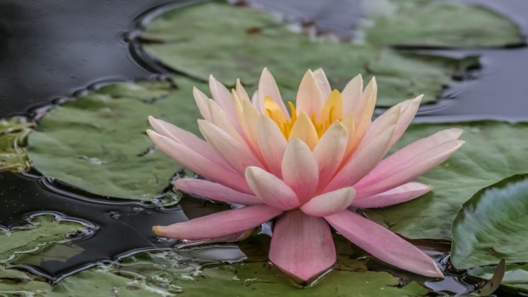 waterlily, Water, Lily, Nymphaea, Leaves, Water HD Wallpaper Desktop Background