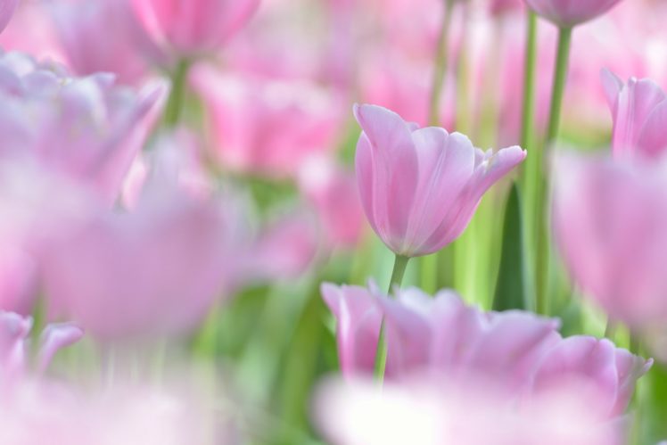 tulips, Tulip, Bud, Macro, Bokeh HD Wallpaper Desktop Background