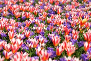 tulips, Crocuses