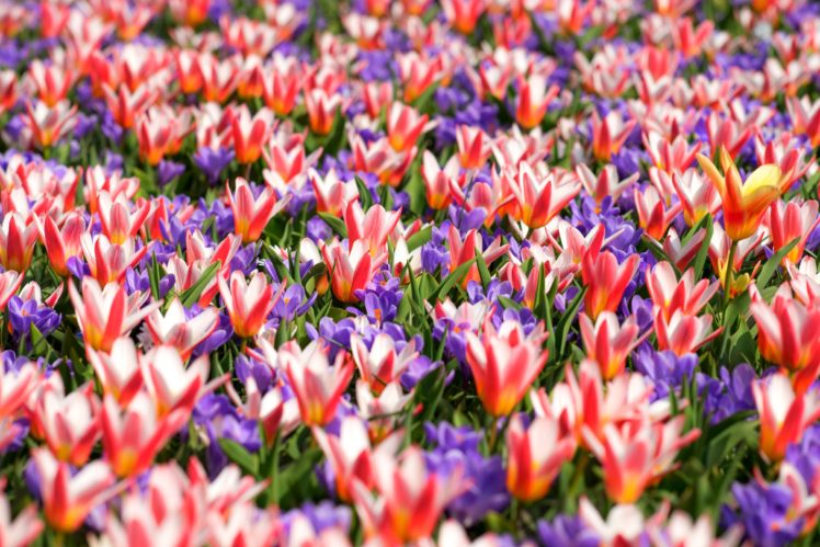 tulips, Crocuses HD Wallpaper Desktop Background