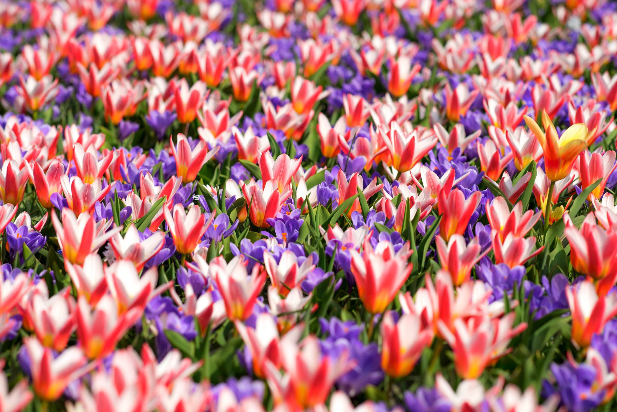 tulips, Crocuses Wallpaper