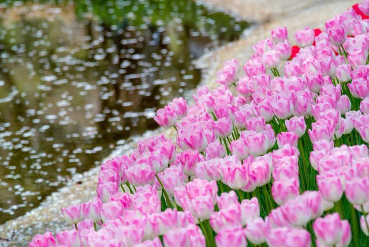 tulips, Buds, Water HD Wallpaper Desktop Background