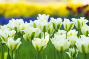 white, Tulips, Tulips, Buds