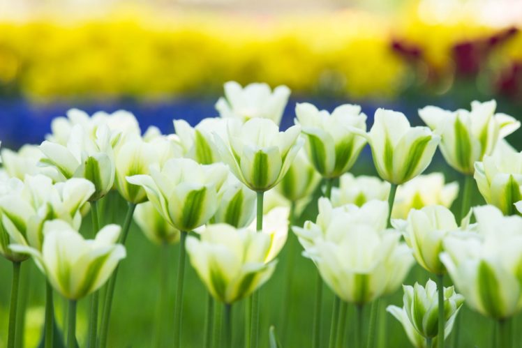 white, Tulips, Tulips, Buds HD Wallpaper Desktop Background