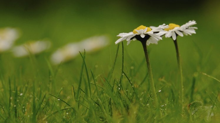 daisies, Grass, Drops, Macro HD Wallpaper Desktop Background
