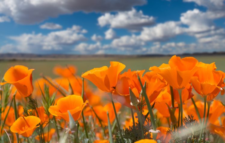 eschscholzia, Californica, California, Poppy, Poppies HD Wallpaper Desktop Background
