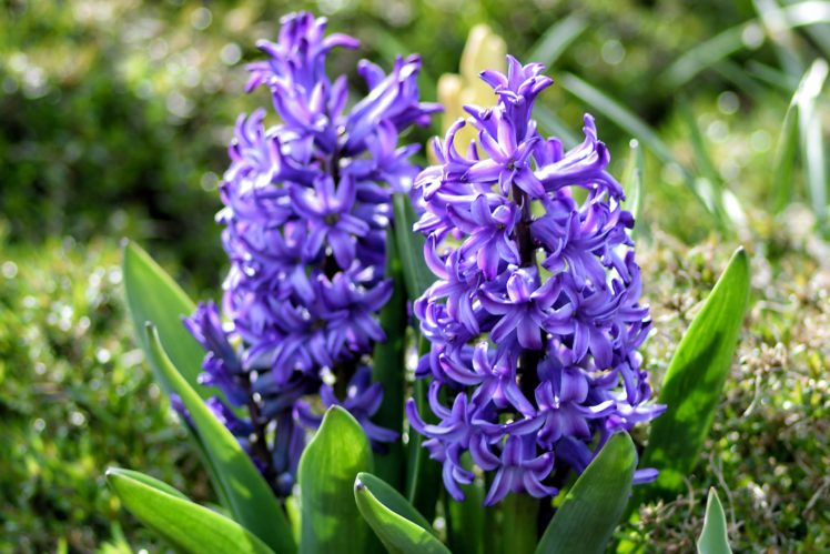 hyacinths, Inflorescence HD Wallpaper Desktop Background