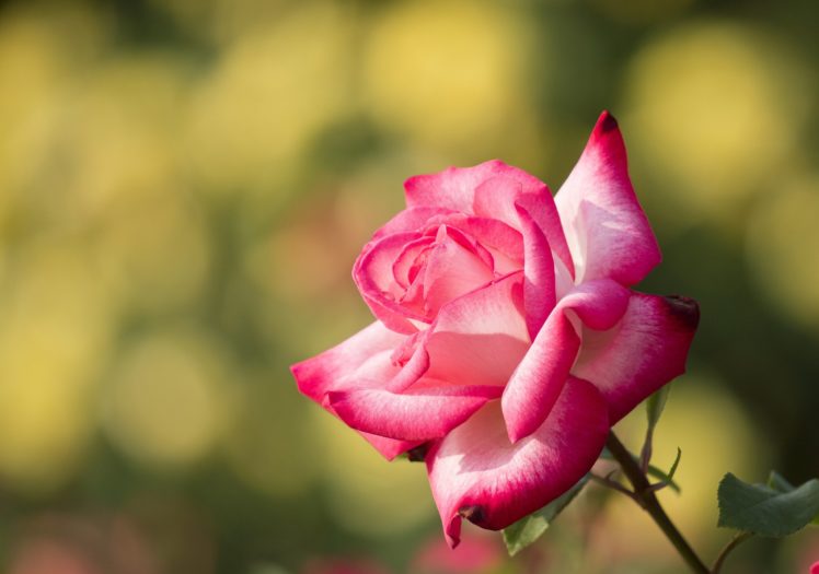 rose, Bud, Petals, Close up HD Wallpaper Desktop Background