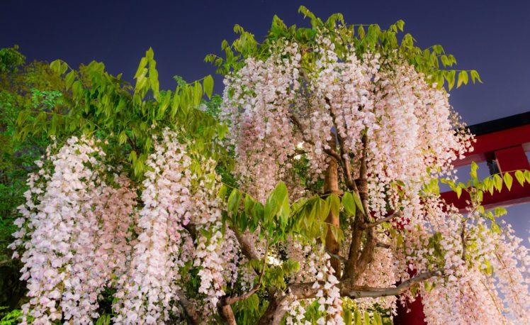 wisteria, Blossoms, Tree HD Wallpaper Desktop Background