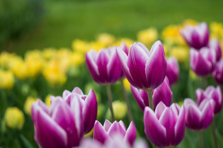 tulips, Buds, Bokeh HD Wallpaper Desktop Background