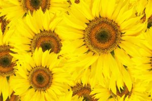sunflowers, Sun, Petals