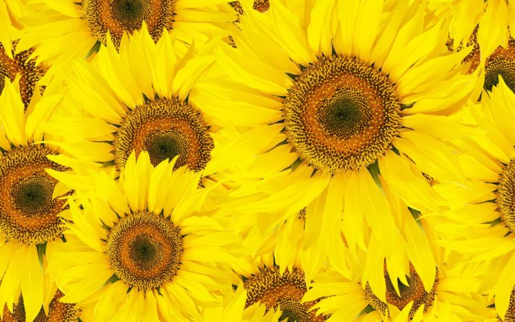 sunflowers, Sun, Petals HD Wallpaper Desktop Background
