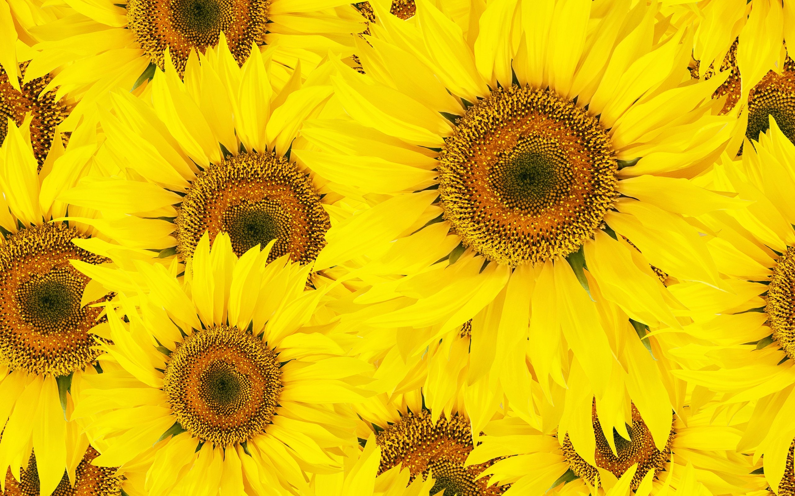 sunflowers, Sun, Petals Wallpaper