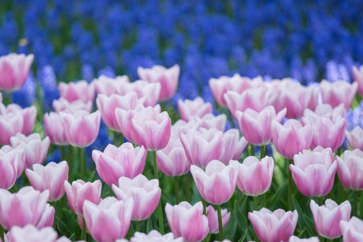 tulips, Buds, Many HD Wallpaper Desktop Background