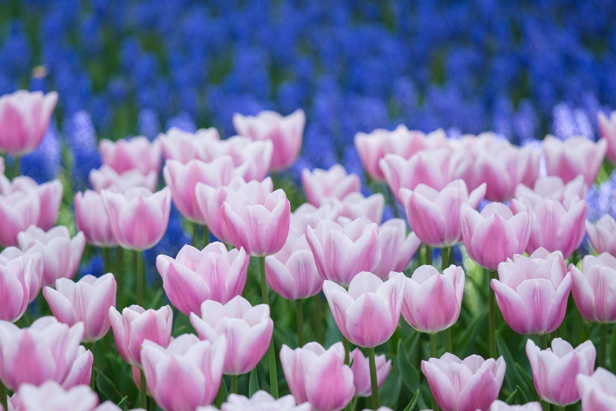 tulips, Buds, Many Wallpaper