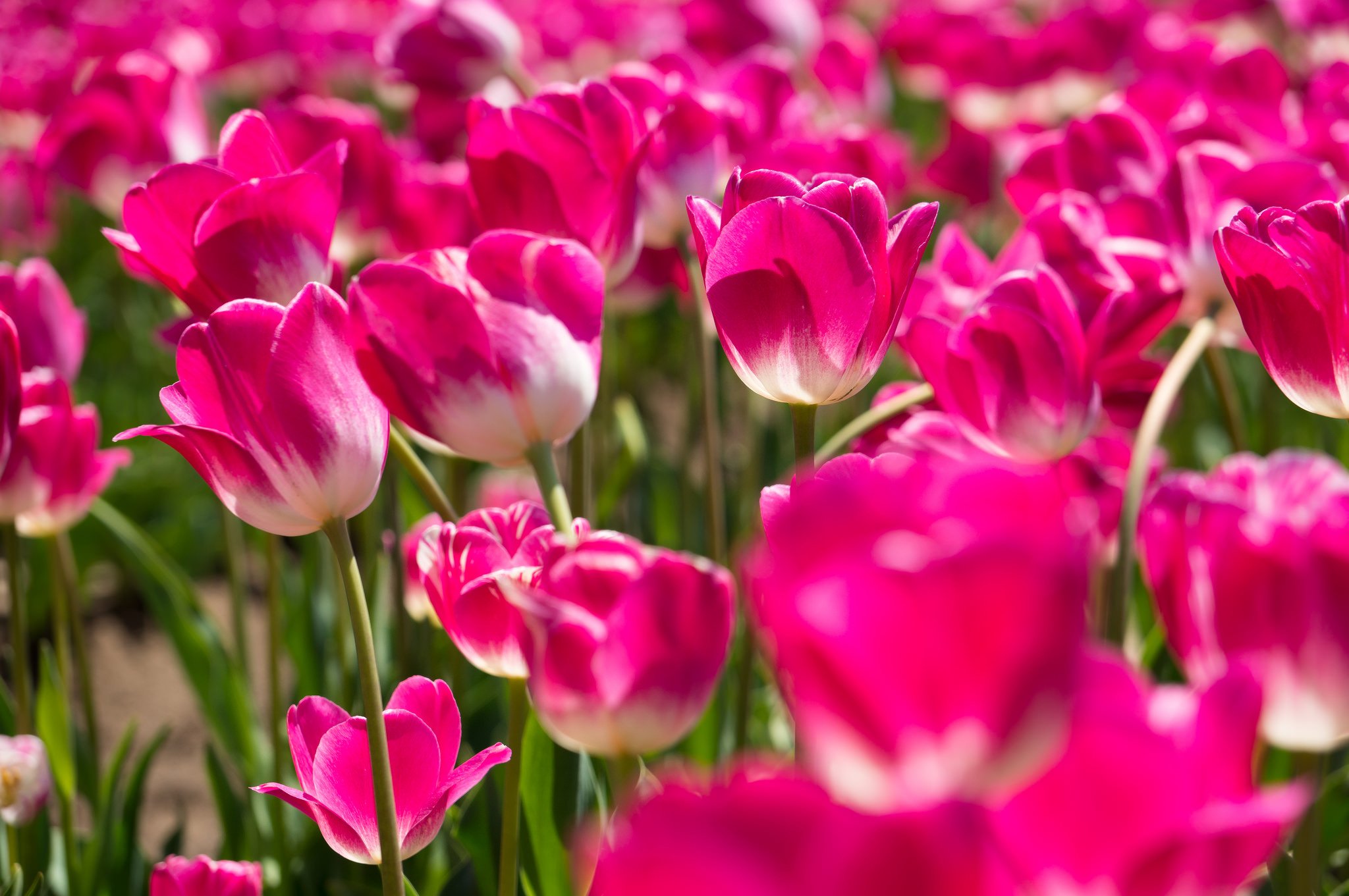tulips, Pink, Buds Wallpaper