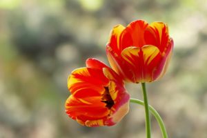 tulips, Buds, Duo, Macro