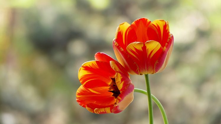 tulips, Buds, Duo, Macro HD Wallpaper Desktop Background