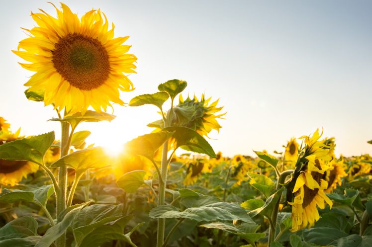 sunflowers, Nature, Plants, Sun HD Wallpaper Desktop Background