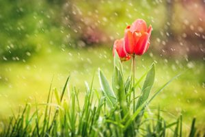 tulips, Rain