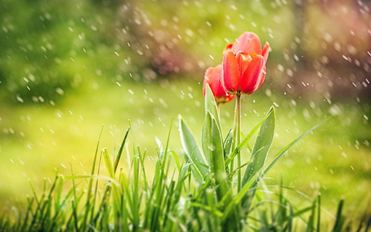 tulips, Rain HD Wallpaper Desktop Background