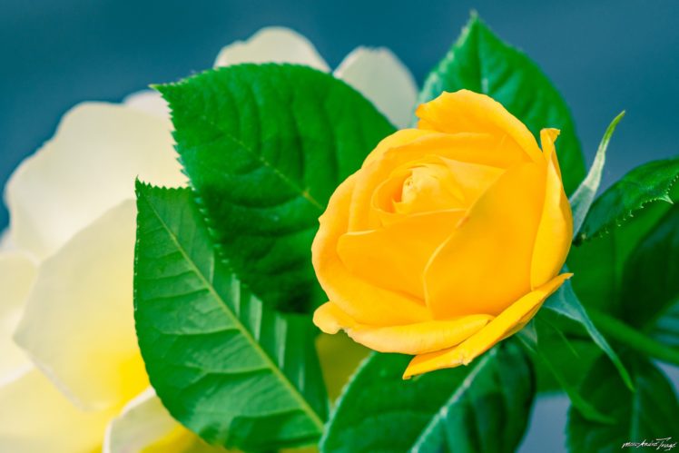 yellow, Rose, Rose, Close up HD Wallpaper Desktop Background