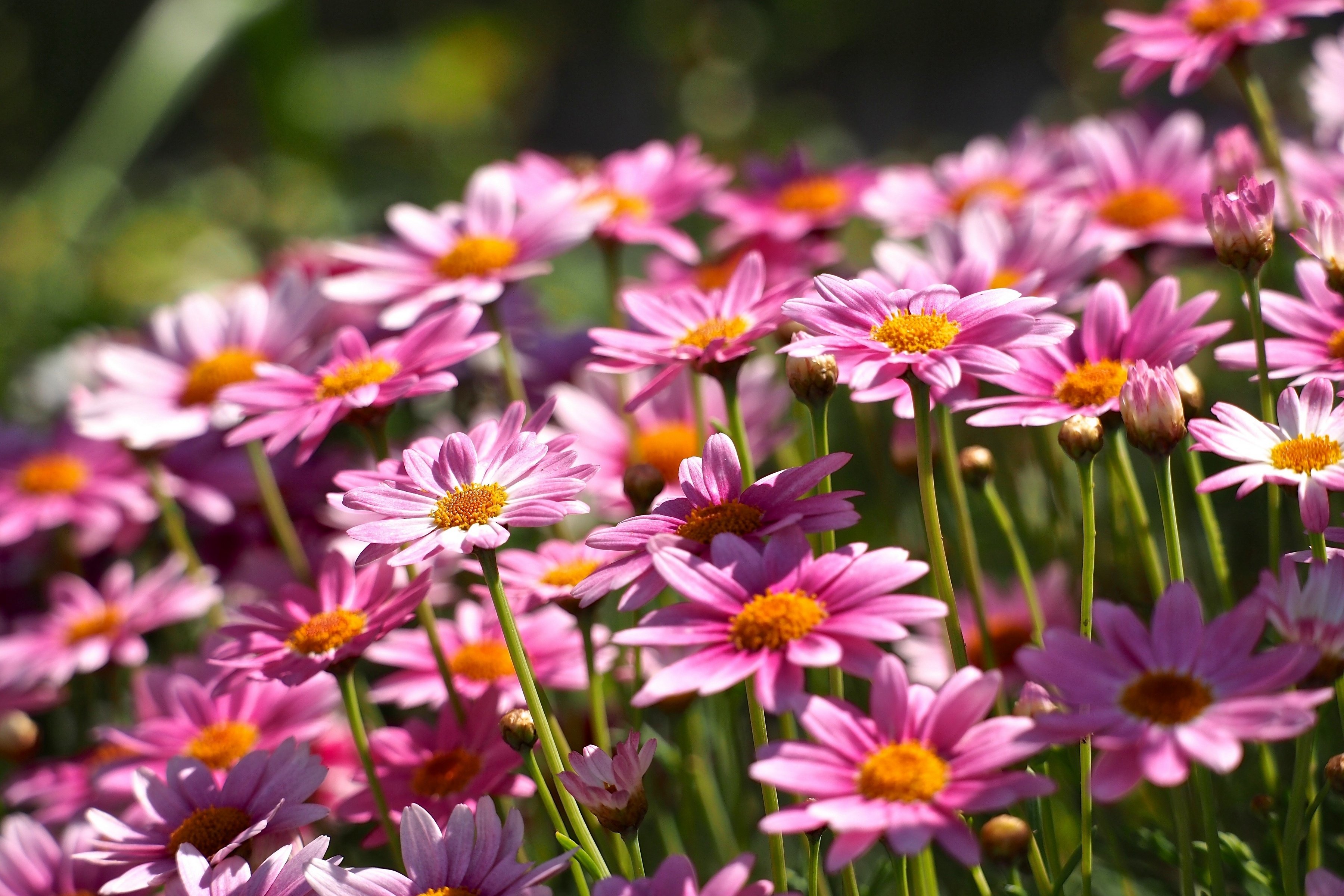 argirantemum, Daisies Wallpaper