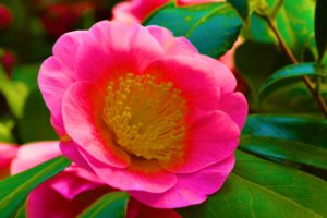 camellia, Red, Garden, Japanese