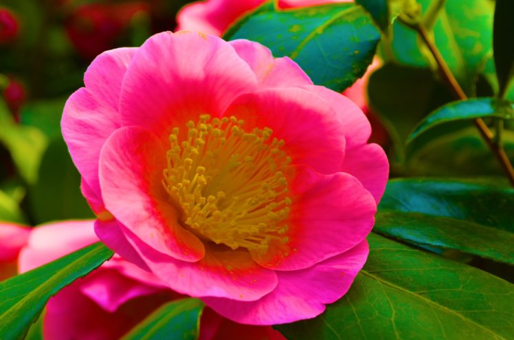 camellia, Red, Garden, Japanese HD Wallpaper Desktop Background