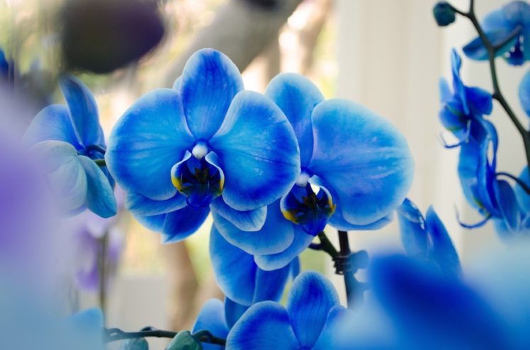 blue, Phalaenopsis, Orchids, Exotic HD Wallpaper Desktop Background