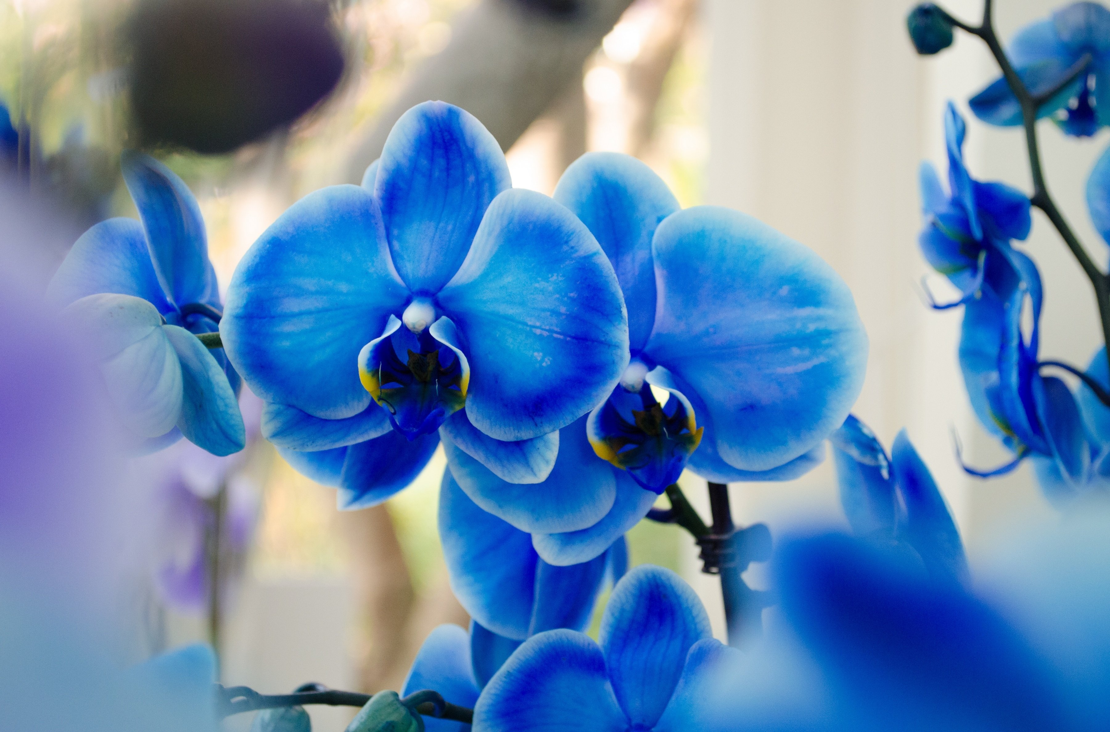 blue, Phalaenopsis, Orchids, Exotic Wallpaper