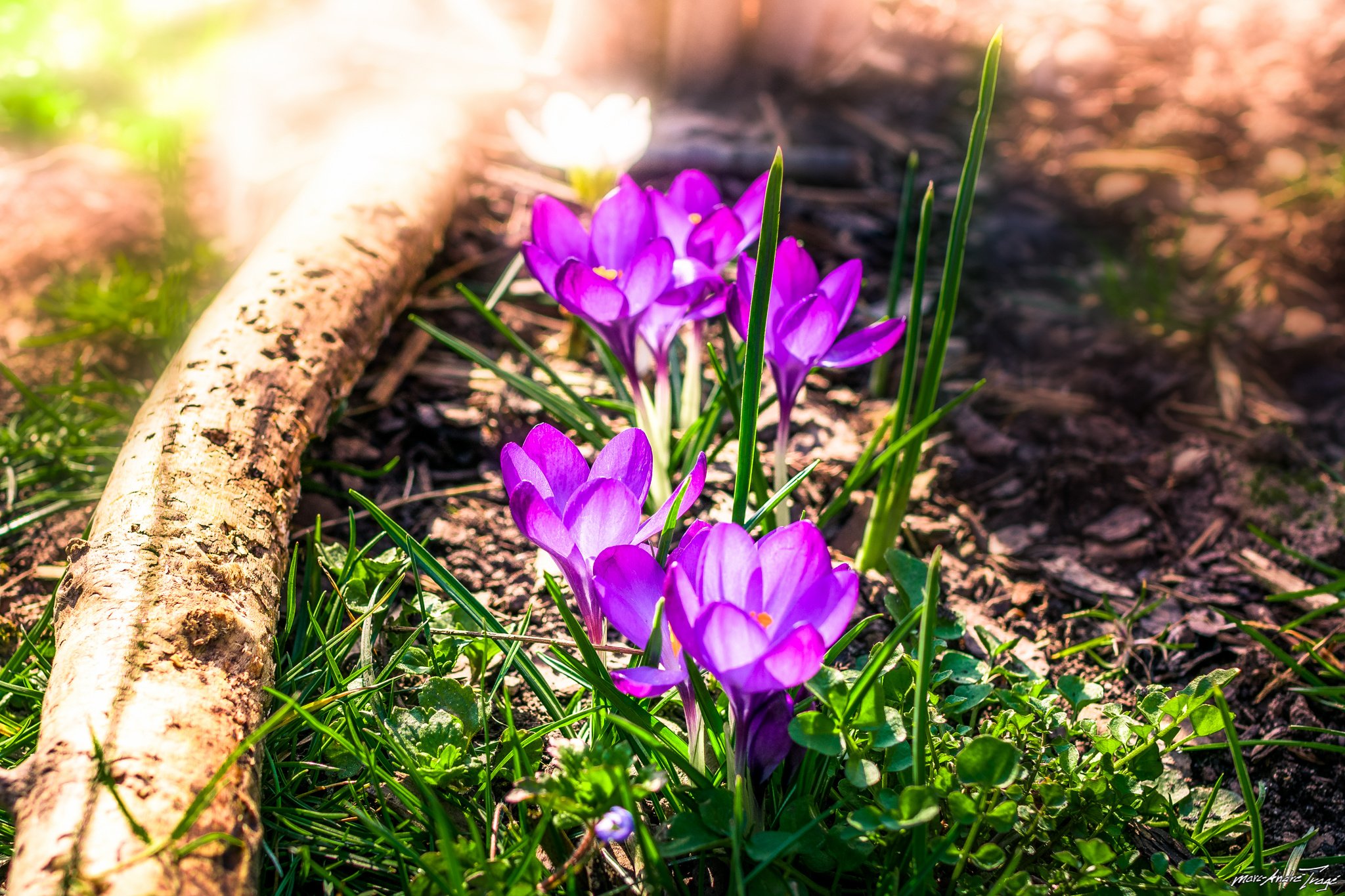 crocus, Spring, Timber Wallpaper