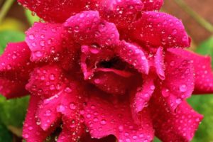 flower, Rose, Pink, Drops, Dew