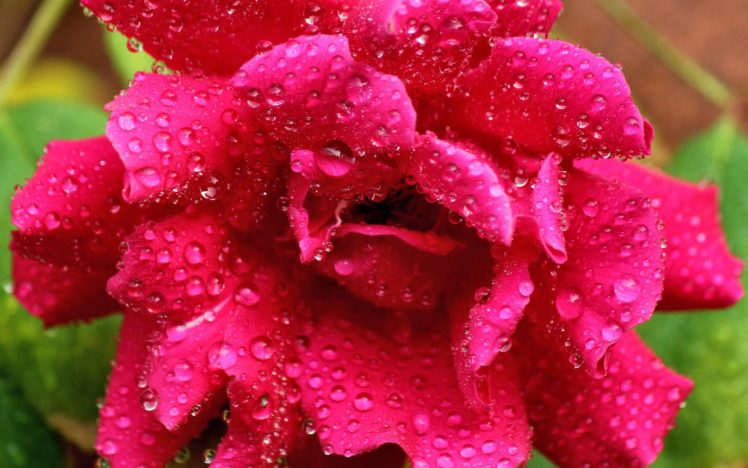 flower, Rose, Pink, Drops, Dew HD Wallpaper Desktop Background