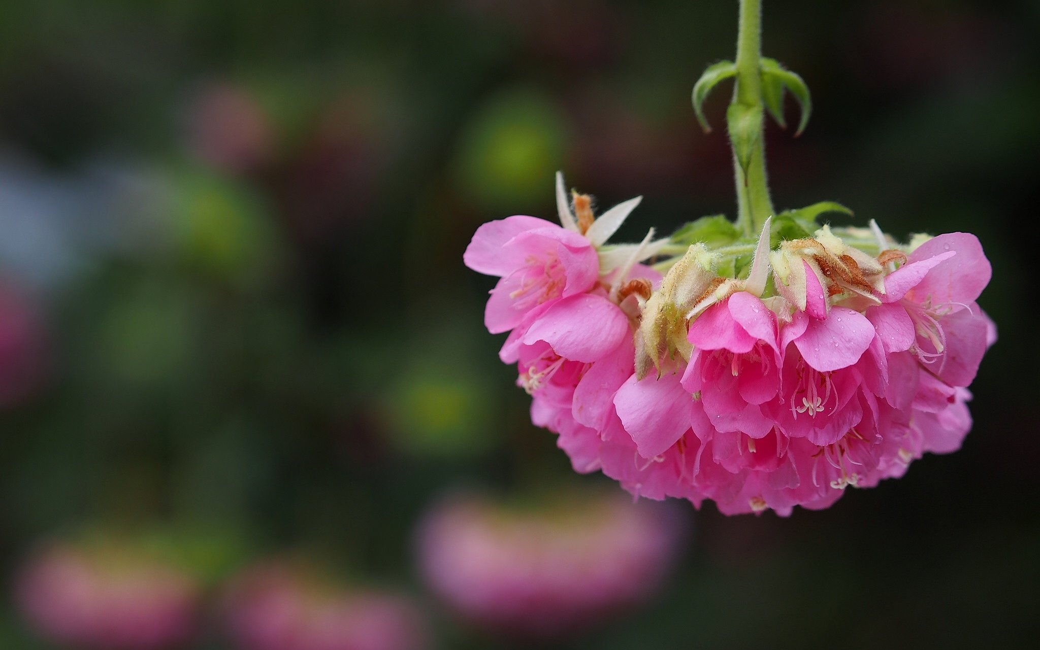 inflorescence, Macro Wallpaper