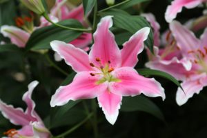 lily, Petals, Close up