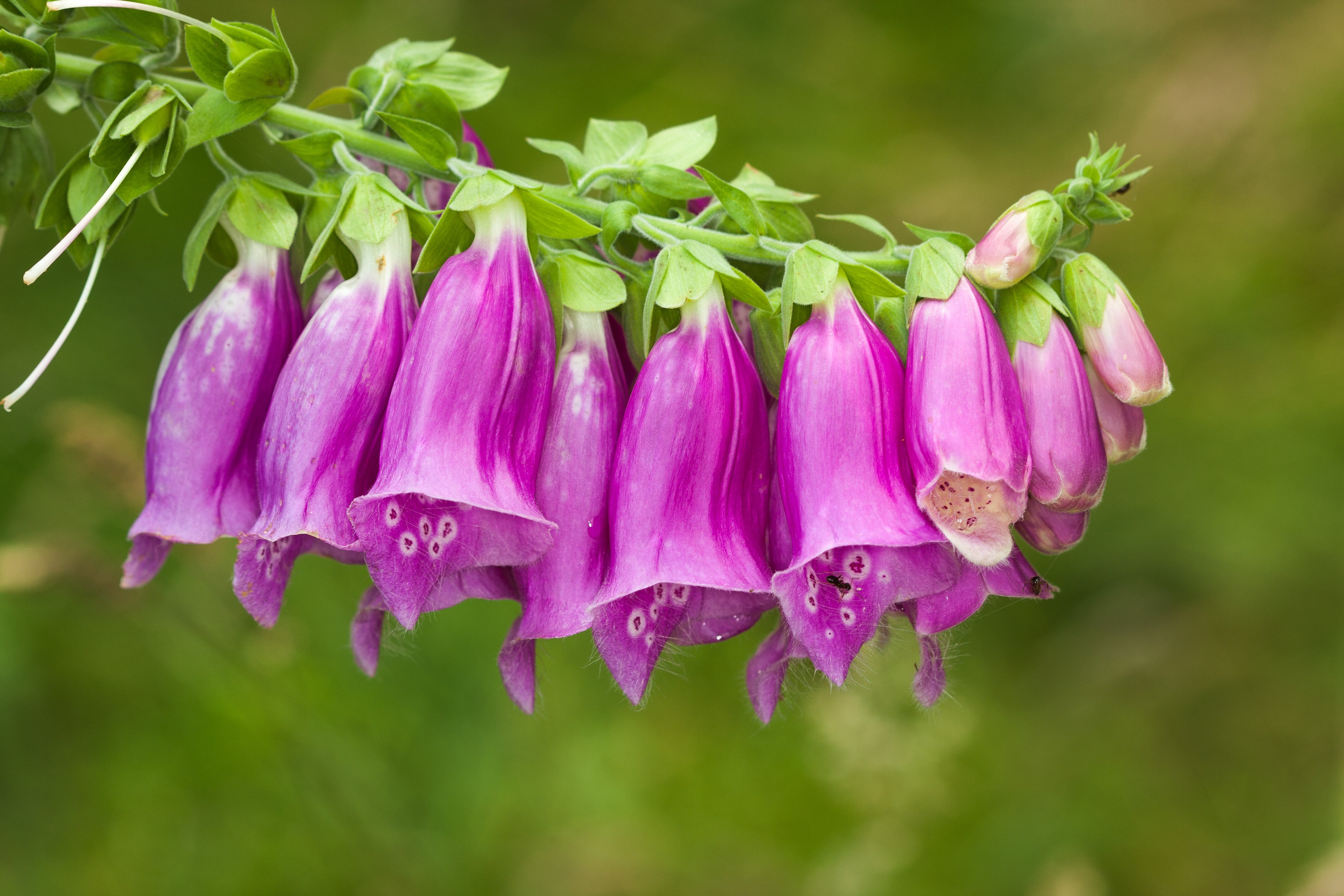 foxglove, Digitalis, Macro Wallpaper
