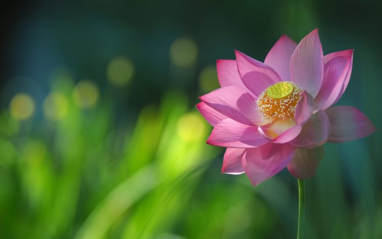 lotus, Petals, Close up HD Wallpaper Desktop Background