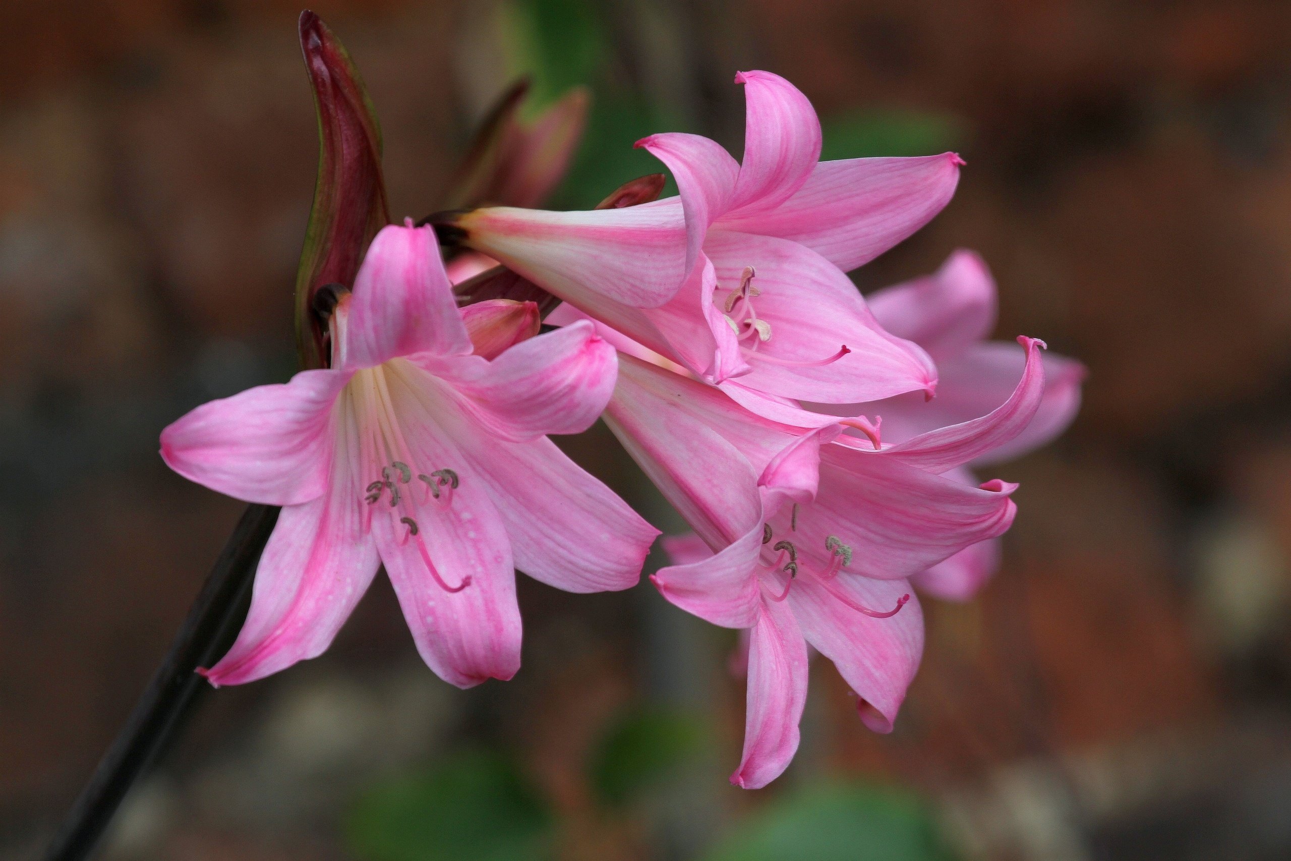 lily, Petals, Macro Wallpaper