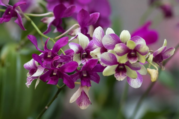 orchid, Branch, Exotic HD Wallpaper Desktop Background