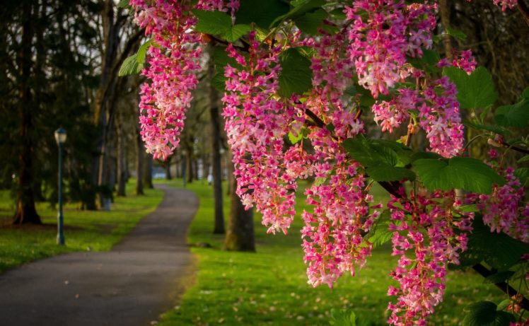 park, Path, Branch, Bloom, Flowers, Buds HD Wallpaper Desktop Background