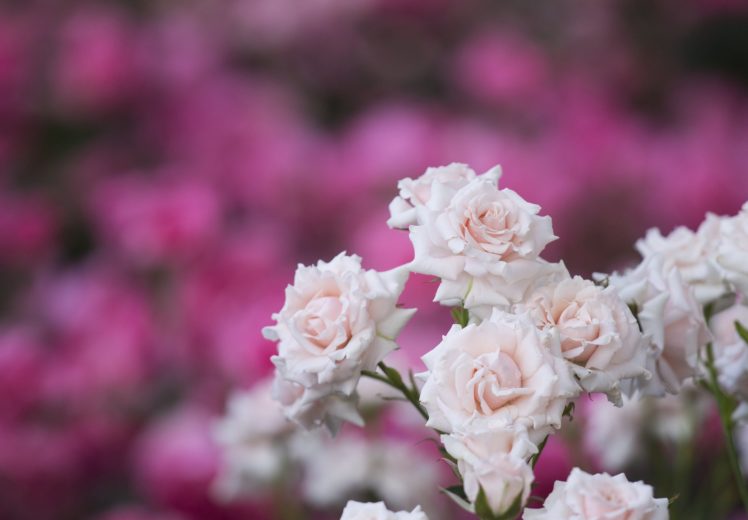 rose, Bush, Roses, Tenderness HD Wallpaper Desktop Background