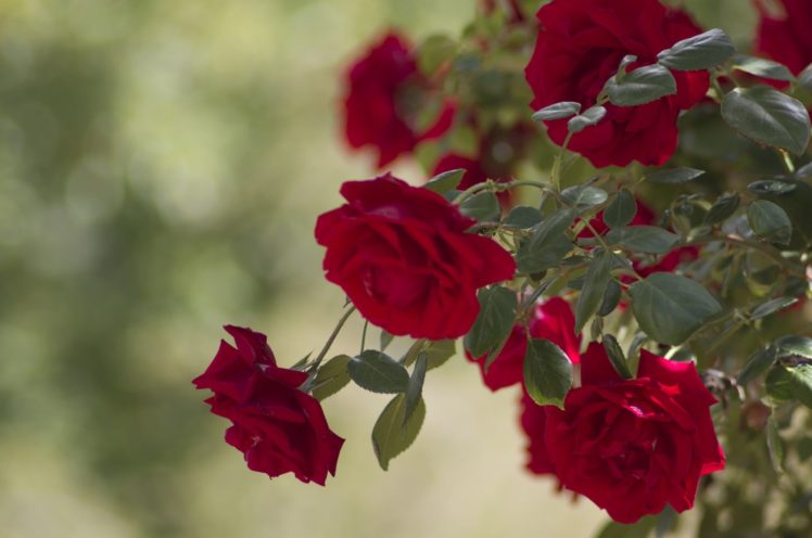 rose, Bush, Roses, Buds, Leaves HD Wallpaper Desktop Background