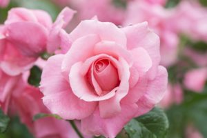 rose, Petals, Close up