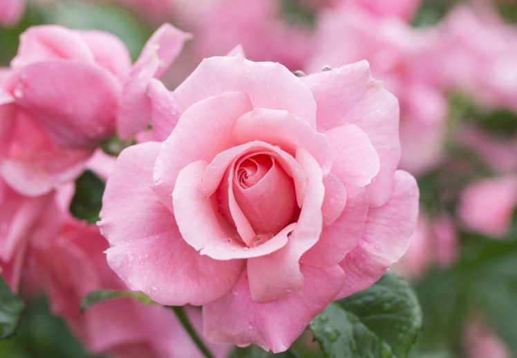 rose, Petals, Close up HD Wallpaper Desktop Background