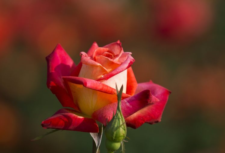 rose, Bud, Petals, Close up HD Wallpaper Desktop Background