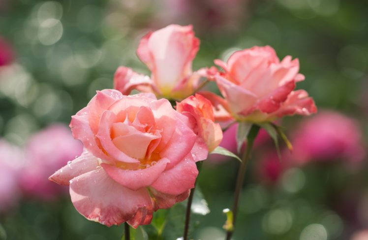 rose, Buds, Petals, Drops HD Wallpaper Desktop Background