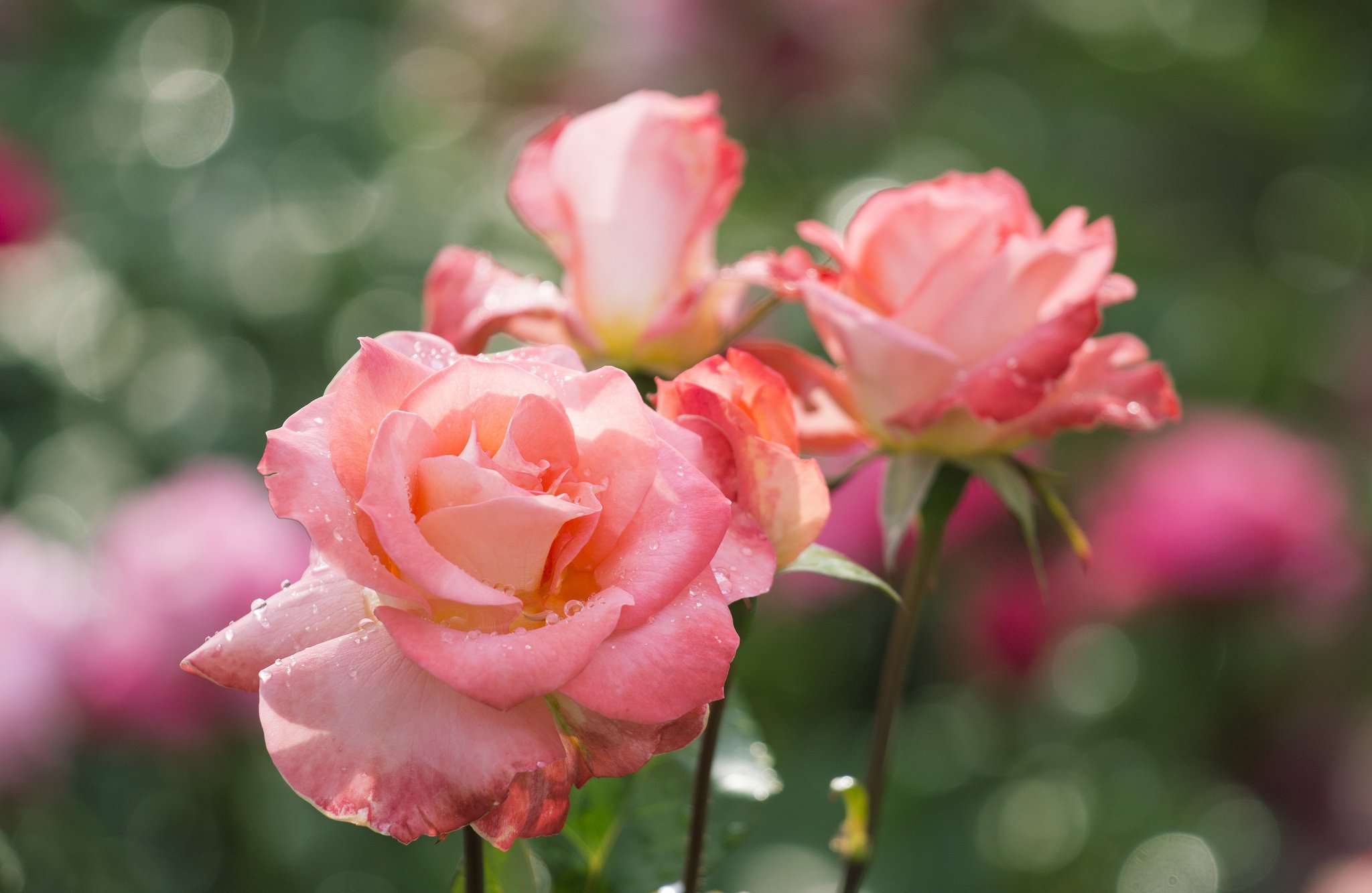 rose, Buds, Petals, Drops Wallpaper