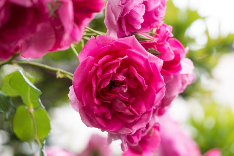 rose, Roses, Petals, Close up HD Wallpaper Desktop Background