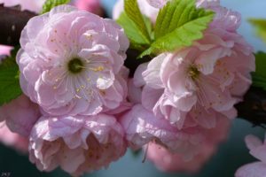 sakura, Cherry, Branch, Bloom, Flowers, Close up